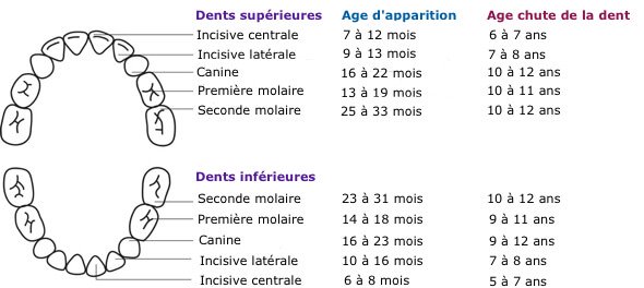 Apparition Des Dents De Lait Et Des Dents D Adulte Chd